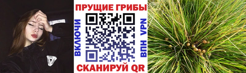 Галлюциногенные грибы GOLDEN TEACHER где купить наркоту Шарыпово